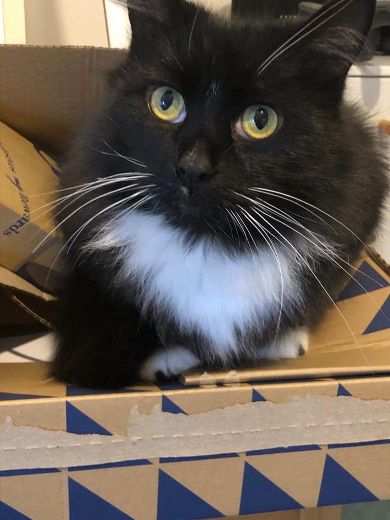 Oscar is looking for a new home. He is very affectionate. Contact the branch for more info.