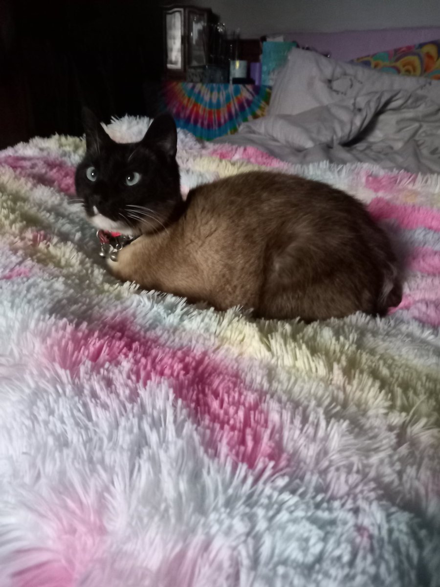 Chancethebeautifulcat (@chancethebeaut1) on Twitter photo Me sulking... as Mum, <a href="/debbie_creaser/">debbie creaser</a> has gone away for the night!....and !left no treats out🙀 #CatsofTwittter Me sulking... as Mum, <a href="/debbie_creaser/">debbie creaser</a> has gone away for the night!....and !left no treats out🙀 #CatsofTwittter