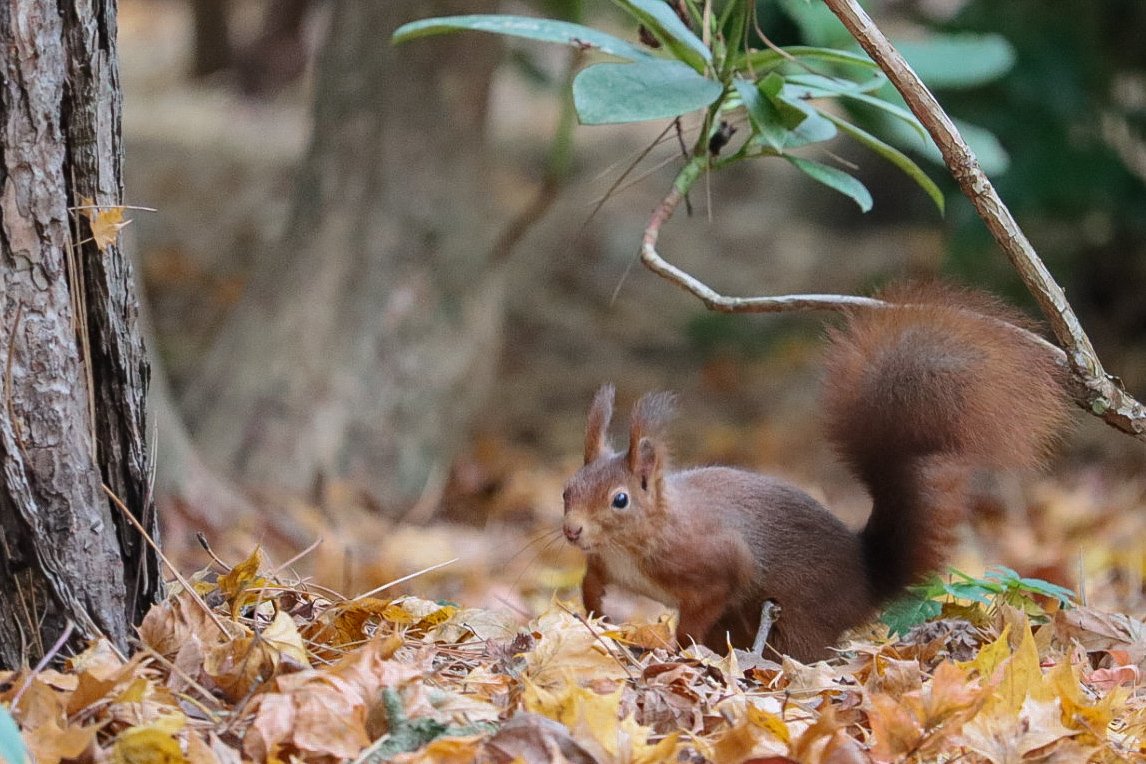 Tiere zu beobachten, gibt mir Ruhe ...

#tierfotografie