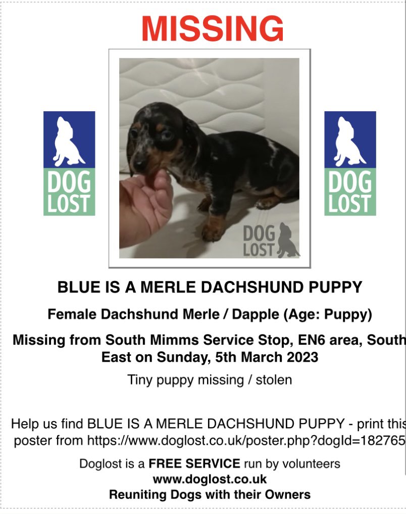rosiedoc666's tweet image. ‼️‼️URGENT RETWEETS PLS‼️‼️
‼️8 WEEK OLD PUPPY‼️
BLUE missing SOUTH #mimms #ServiceStop #EN6 SOUTH EAST 5/3/23 
#Dachshund Merle 
TINY PUPPY MISSING/STOLEN 
m.facebook.com/groups/1383276…

doglost.co.uk/dog-blog.php?d…

@PcsharonPage @KarenFi51820768 @pettheftaware @joannew0112 @HunnyJax