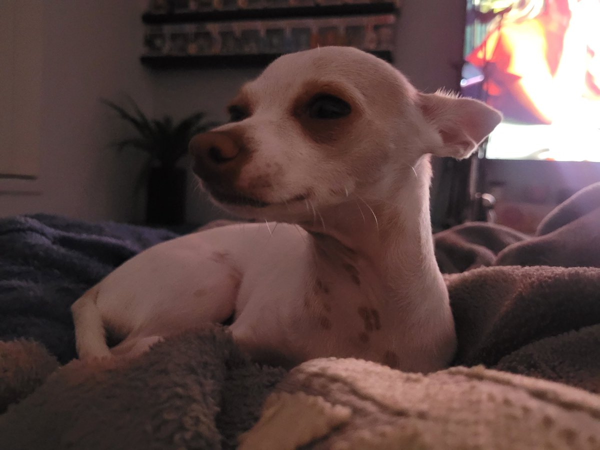Melly_Taylor's tweet photo. My chihuahua be like, how dare you compare me to Harrison. #MAFSAUS #MAFSAustralia #MAFSAU #MAFS #MarriedAtFirstSight https://t.co/vB4TxPNPkg