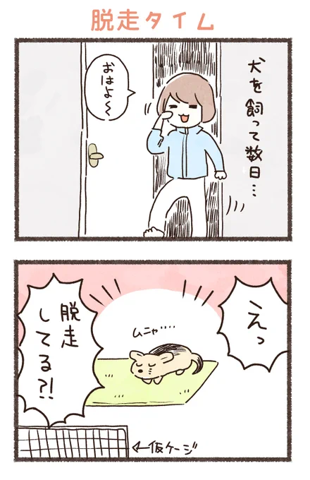 イッヌの脱走タイム💨 