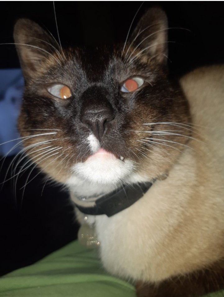 Chancethebeautifulcat (@chancethebeaut1) on Twitter photo Mum <a href="/debbie_creaser/">debbie creaser</a>...meeting her fave drag race star <a href="/Divinadecampo/">Divina De Campo stream DECODED</a> before Fridays Adult panto in Scarborough, can't see what all the fuss is about myself...I'm loads more prettier and don't need a "red wig and a silver dress" to prove it!😹😹😽#CatsOfTwitter #adultpanto Mum <a href="/debbie_creaser/">debbie creaser</a>...meeting her fave drag race star <a href="/Divinadecampo/">Divina De Campo stream DECODED</a> before Fridays Adult panto in Scarborough, can't see what all the fuss is about myself...I'm loads more prettier and don't need a "red wig and a silver dress" to prove it!😹😹😽#CatsOfTwitter #adultpanto