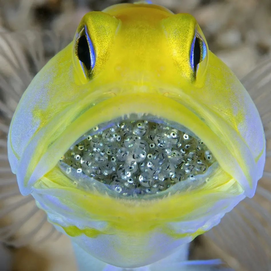 Marine Life Monday.

📸@steven_kovacs_photography

#deeperbluephoto #marinelife #yellowhead #Jawfish #male #eggs #freediving #freedivers #saltlife #onebreath #underwaterphotography #uwphoto #oceans #epic #diving #explore #underwater #freediver #underwaterworld #freedive