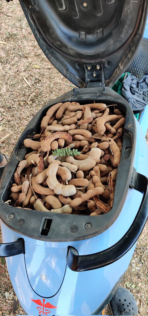 chandanmnc97's tweet photo. My Ola's boot space is loaded with full of Raw Tamarind @bhash @OlaElectric https://t.co/7mjhMdlPyY
