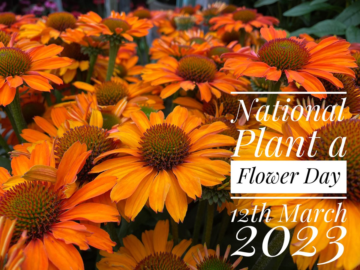 Sunday 12th March is ”National Plant a Flower Day”! Why not head to your local garden centre / nursery this week and chose a flower to plant on Sunday #letsgetplanting #springiscoming #flowers #colourful #bees