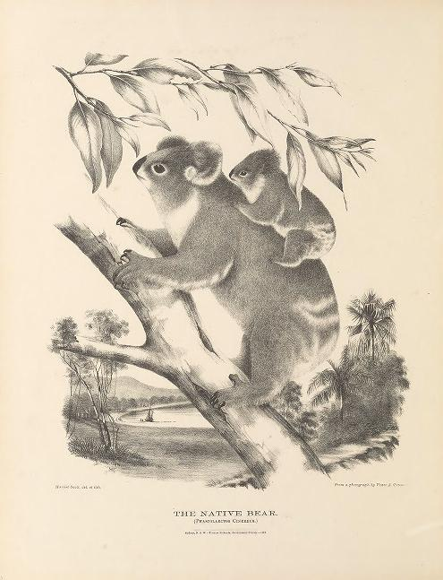 bhl_au's tweet photo. DYK, @biodivlibrary is bringing the work of historic #WomeninScience into the modern linked network of scholarly research. e.g. This beautiful illustration by Helena & Harriet Scott now has a DOI: https://t.co/B1IPb9fG0j #HerNaturalHistory #RetroPIDs #IWD2023 🔗🐨📚👩🔬 https://t.co/h32ljLdFNR