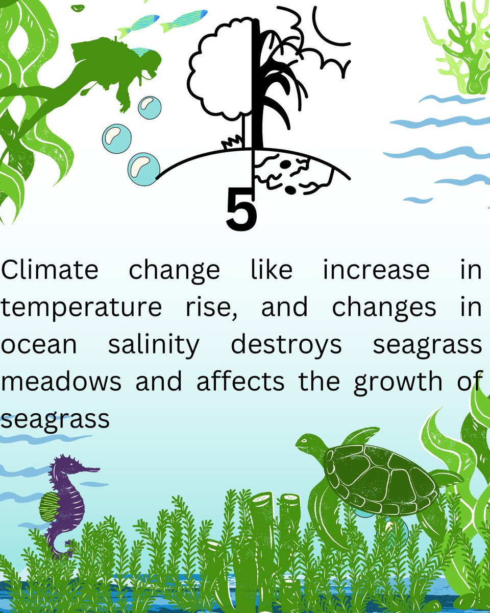 DYK that in every 30mins we loss a seagrass meadow with size equivalent to a football field...? 

Dive in with us to learn why seagrass are dying at alarming rate

And join us to Restore & Conserve seagrass meadows in Tanzania soatanzania.or.tz

#SeagrassUs #SeagrassOcean