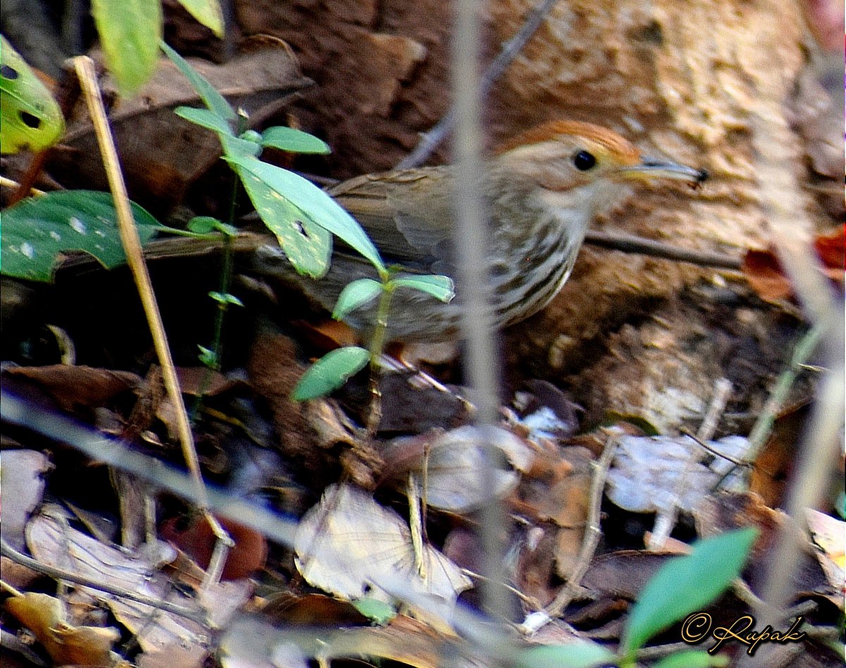 Puff-throated babbler (Pellorneum ruficeps)✨ 

#Nallamalaforests #NagarjunasagarSrisailamTigerReserve #AndhraPradesh #Nandyal #Rupak_nature #Nallamala #BiodiversityofNallamala #SaveOurSpecies #TwitterNatureCommunity #birdphotography #morningfromthewild #BirdsSeenIn2023 #birding