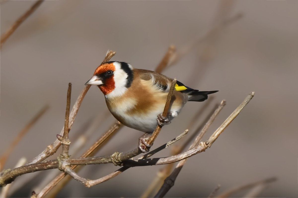 Good Morning Twitter Family hope you all have a beautiful blessed day /week Goldfinch #MondayMorning #TwitterNatureCommunity #ThePhotoHour #TwitterNaturePhotography #MondayMotivation #birdphotography #beautiful