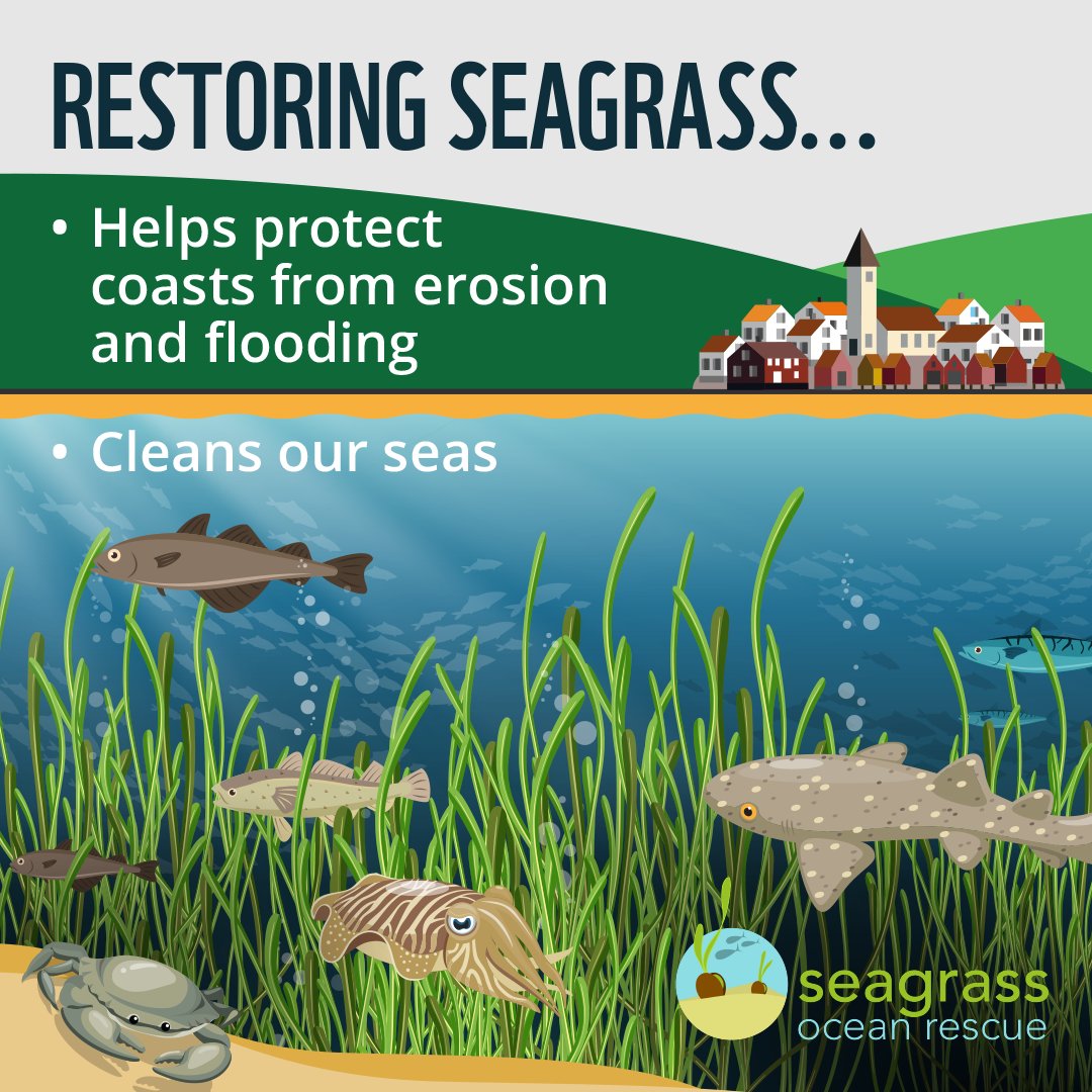 North Wales Wildlife Trust (@north_wales_wt) on Twitter photo Our staff and volunteers are working with partners to restore 10ha of #seagrass across Pen Llŷn and Anglesey with the #SeagrassOceanRescue project. Planting began last week! <a href="/ProjectSeagrass/">Project Seagrass</a> <a href="/WWFCymru/">WWF Cymru 🌏</a>
northwaleswildlifetrust.org.uk/seagrass-ocean… Our staff and volunteers are working with partners to restore 10ha of #seagrass across Pen Llŷn and Anglesey with the #SeagrassOceanRescue project. Planting began last week! <a href="/ProjectSeagrass/">Project Seagrass</a> <a href="/WWFCymru/">WWF Cymru 🌏</a>
northwaleswildlifetrust.org.uk/seagrass-ocean…