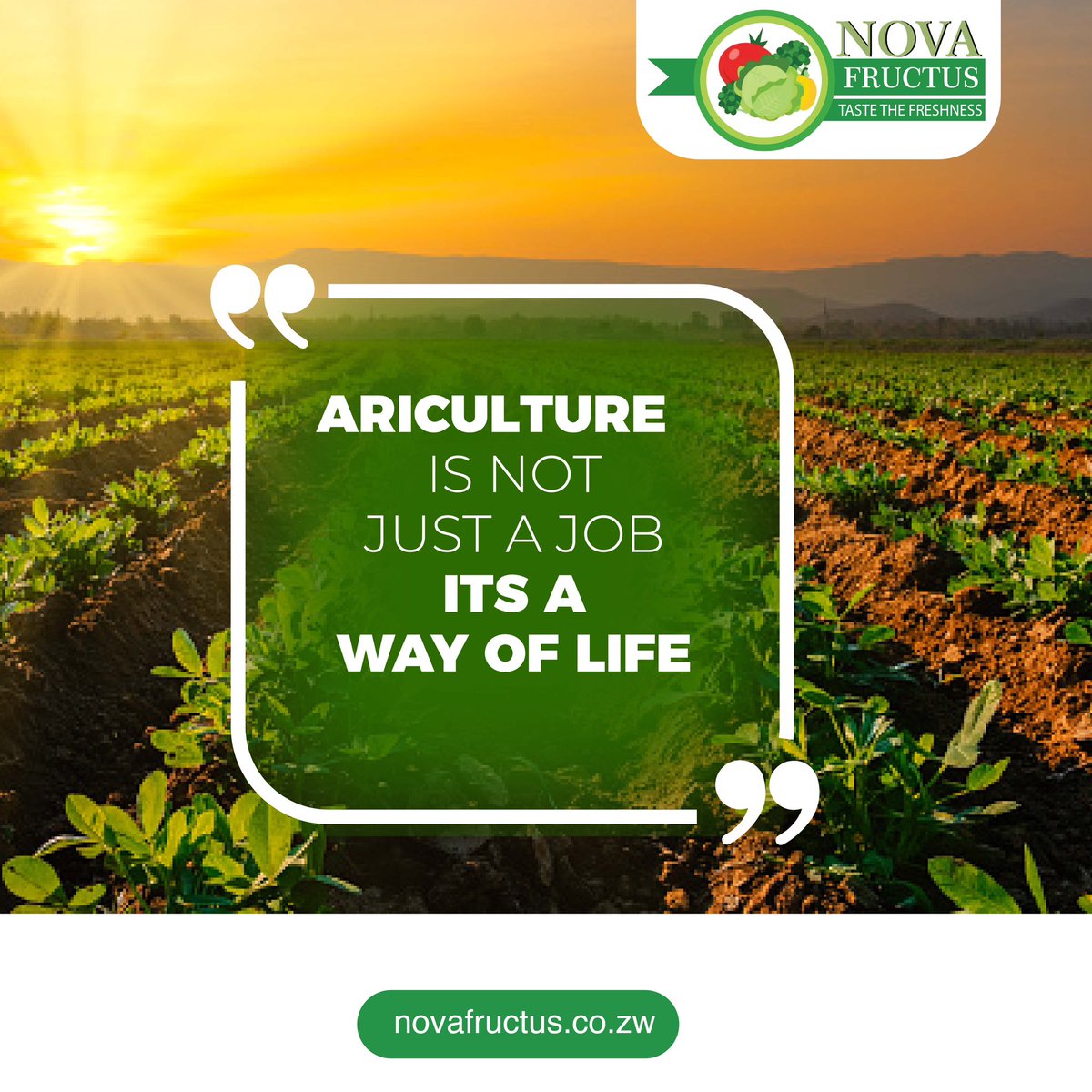 NovaFructus's tweet photo. Happy new week fam๐
#novafructusfarming #mondaymotivation #agriculture #zimfarmers #farminginzimbabwe https://t.co/gR2QIf2trJ