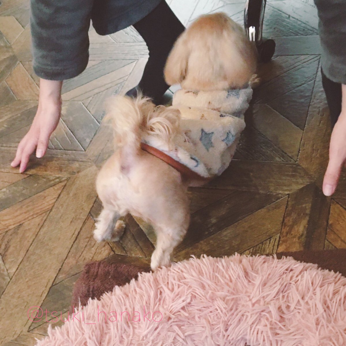 伸びをする犬尻が可愛すぎる
#はなこと旦那とモフ https://t.co/aMN7EQRfsV