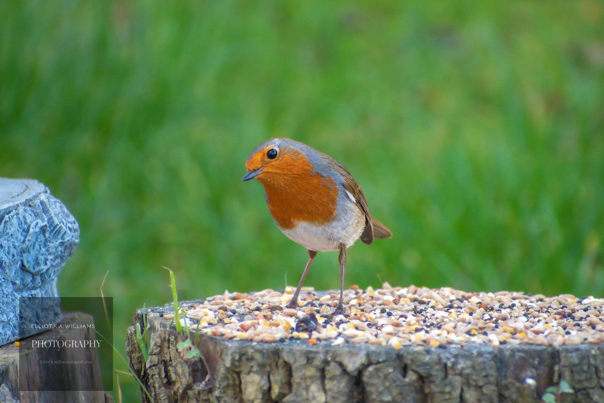 ElliotW64356071's tweet photo. Robin
——————————
#robin #robinsofinstagram #robins #birdphotography
#birdphotos #birdspotting #birdwatching
#ukbirdsofinstagram #ukbirds #ukwildlifephotography
#britishwildlifephotography @Natures_Voice @WildlifeTrusts https://t.co/4yW7qMNZ2O
