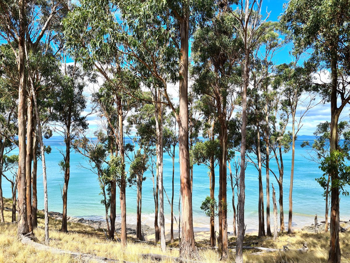 greg_faull's tweet image. Pretty special afternoon on the South Arm Peninsula today...  Lauderdale and Seven Mile Beach 🌊 #Tasmania