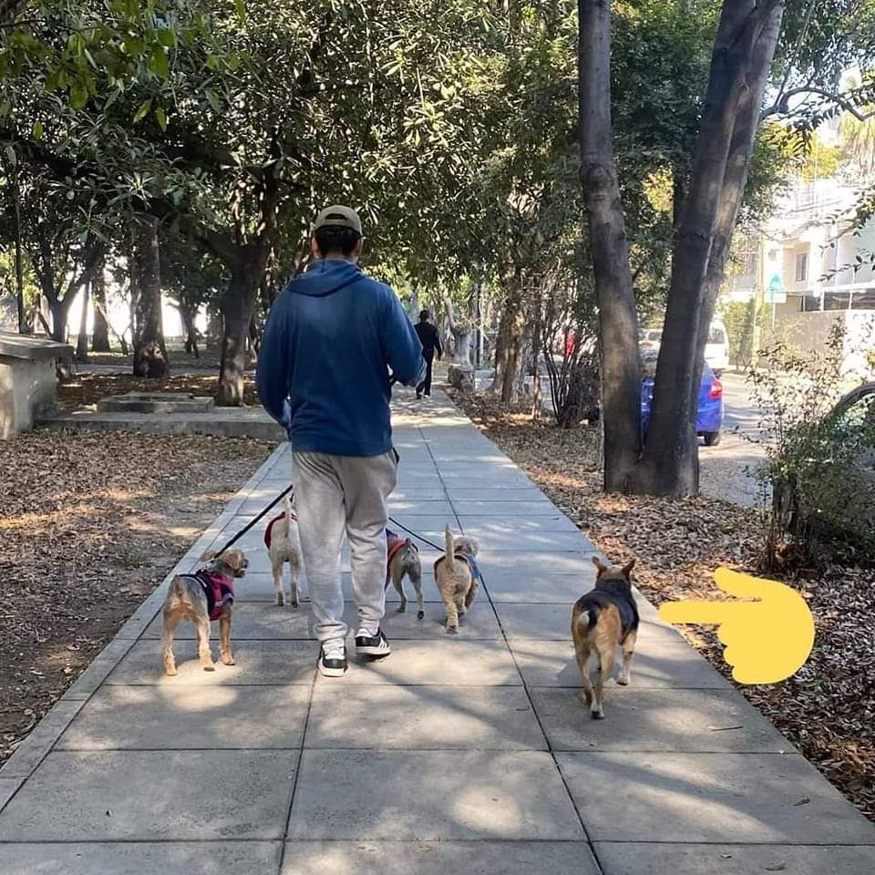 DaKo_77_'s tweet image. Me encontré a un paseador de perros y le señalé que uno no llevaba correa. 
Me dijo que no era su “cliente”, que era un perro callejero que todas las mañanas los esperaba en el parque para pasear y jugar con sus amigos. 
Que los acompaña, juegan y se despiden todas las mañanas.