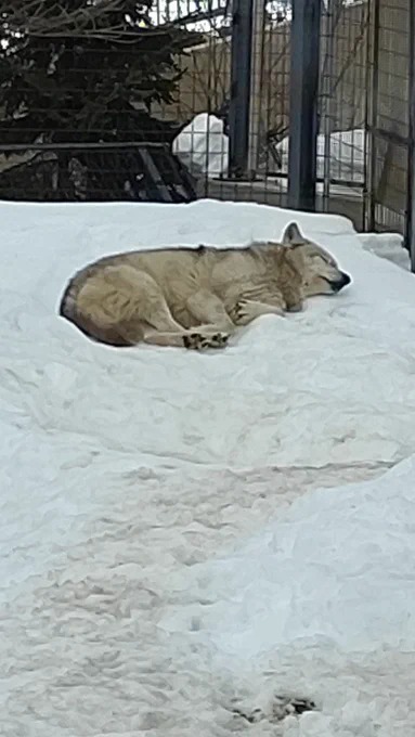 旭山動物園おすそわけその2 