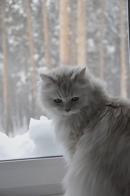 ArtCouppe's tweet photo. bir kedi fotoğrafı bırak 🐈 https://t.co/XNdFDiQFd6