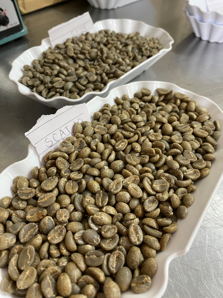 PlantingCostaRi's tweet photo. ROASTING SAMPLES - We are working hard in order to bring you the best coffee this 2023.💪🏻Would you like to roast samples too? 
Reach out 🥄❤️ https://t.co/bVLXpkP83X