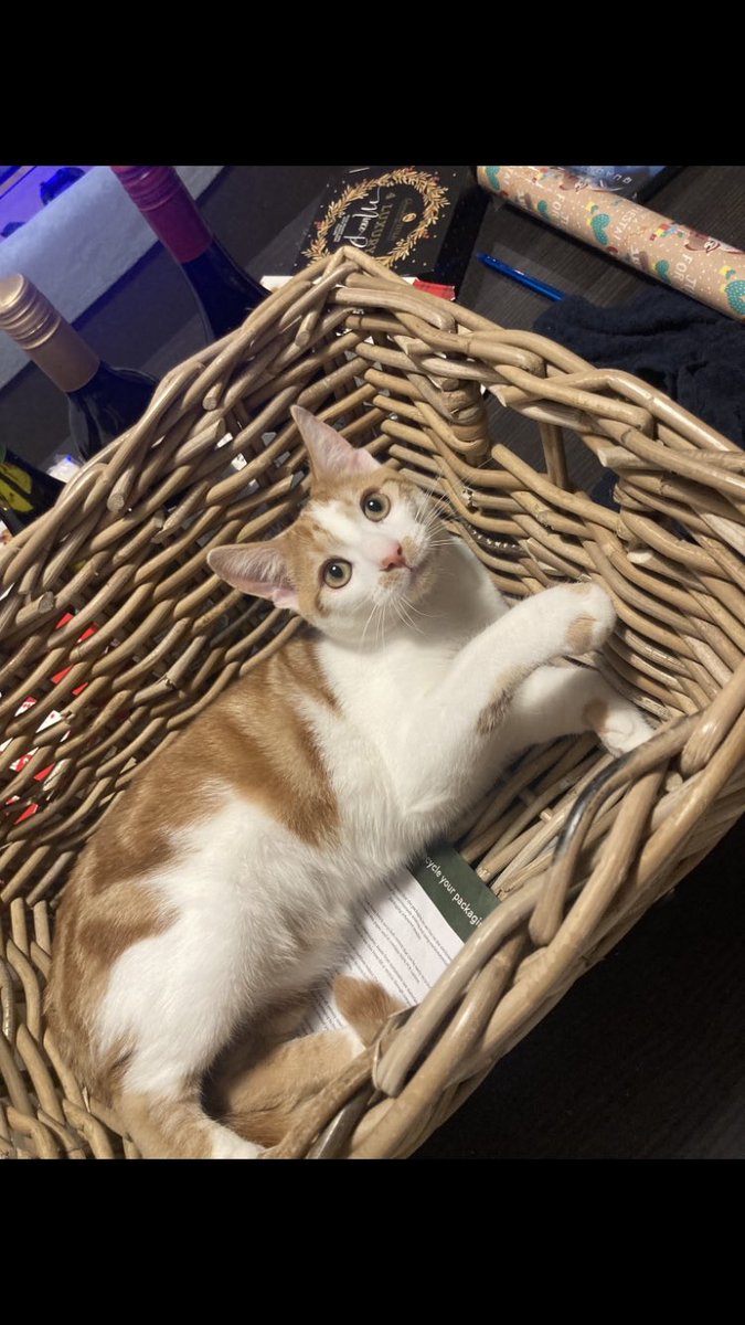 Happy Monday 😋🐾 #kittyloafmonday #Kittycat #CatsOfTwitter #MondayMood #MondayThoughts #MondayMotivaton #cutecats #Gingercat #Monday #animal