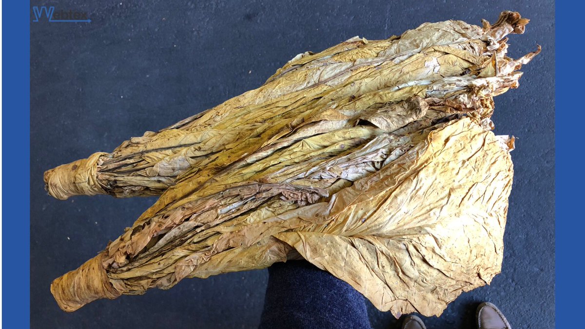 WebtexZw's tweet photo. We are looking forward to the start of the 2023 tobacco marketing season which opens this week. Feedback from farmers has been positive, in terms of crop quality and expected pricing🌱💰
#tobacco #goldenleaf #exportcrop #zimfarming #supportingagriculture #webtexzw https://t.co/gvMZjAbWaj