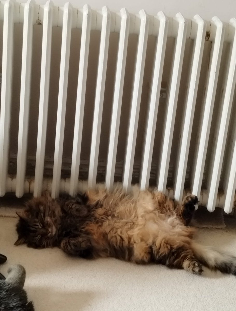 Hanu the Cat tweet media