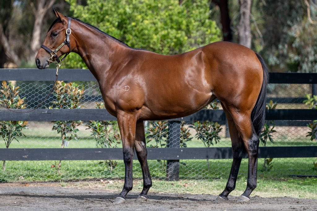 #Day 2 of the #Inglispremier
yearling sale is done and dusted.

Congratulations to G Moloney, Lindsay Park Racing and Henry Dwyer Racing for purchasing from our draft. 

Lot 382 sold for: $42,000 🐎

Lot 387 sold for: $120,000 🐎

Lot 456 sold for: $100,000 🐎