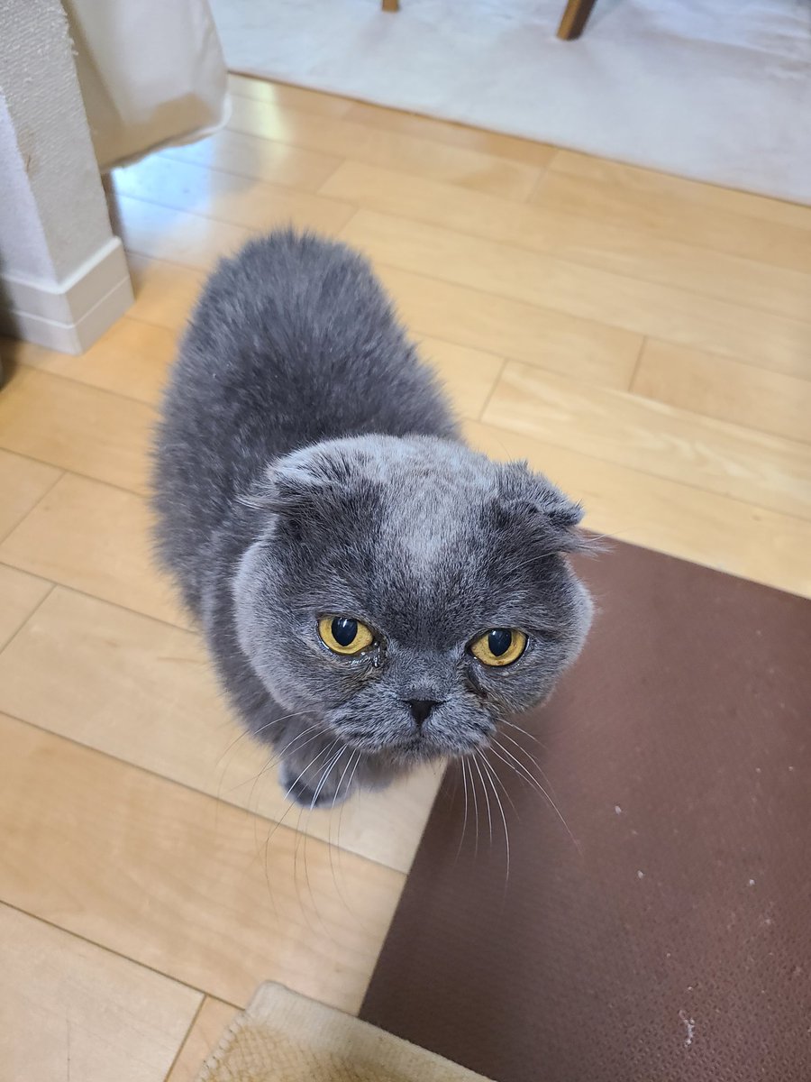 Nyaos17's tweet photo. ごはんください😣

#スコティッシュフォールド 
#ご飯ください 
#猫のいる暮らし 
#猫のいる生活
#猫のいる幸せ
#猫のいる暮らし https://t.co/blAdCgUCKI