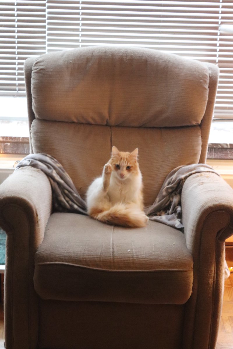userwalter's tweet photo. Dankzij #SafeHavenEgypt heb ik Banjo kunnen adopteren. Kan ik iedereen aanraden. 🐱❤️ - Help je mee de beschikbaarheid van de SHE-cats te verspreiden? @Kattenuitegypte #AdoptDontShop https://t.co/QT2zUOCTqS