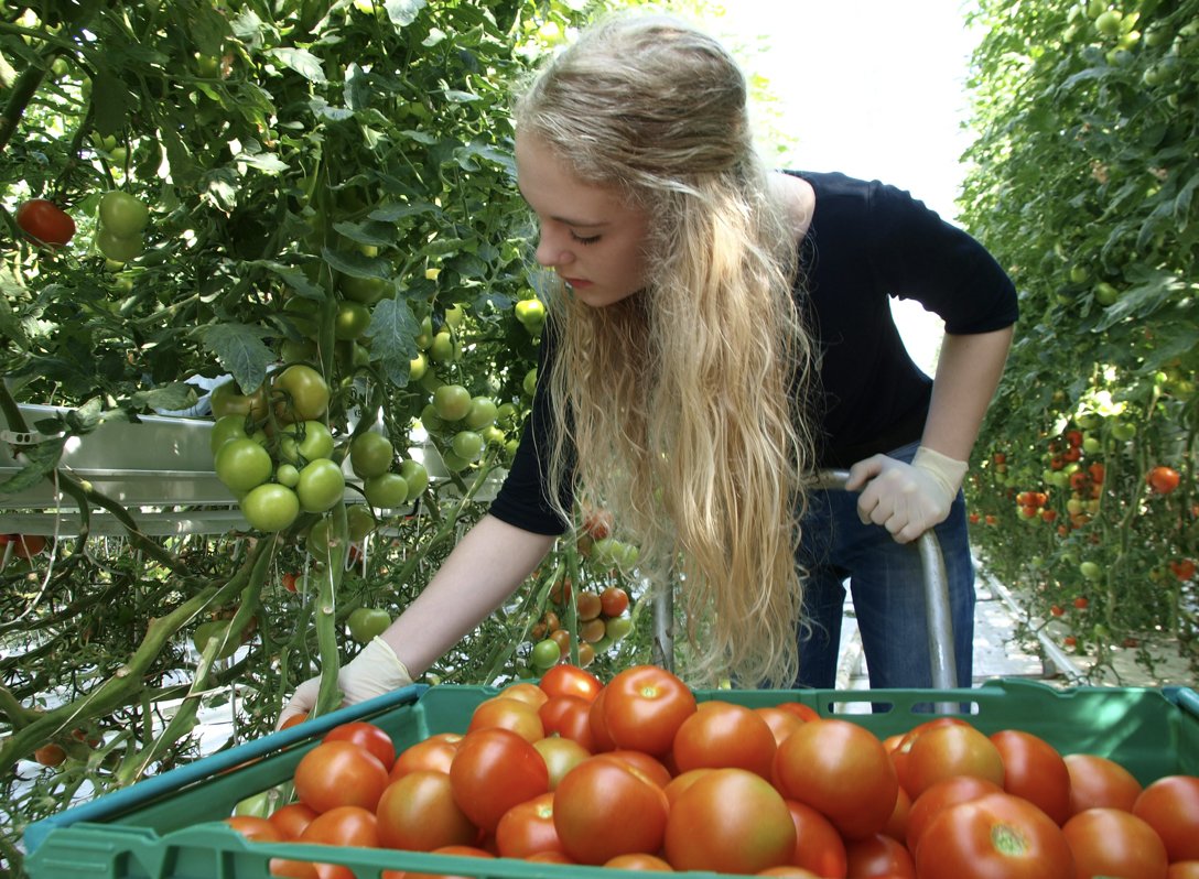 Scotland imports 70% fresh fruit &amp; veg. Why not adopt Dutch/Iceland model &amp; use glasshouses powered by renewable energy? Importing tomatoes (95% water) depletes precious water supplies in Spain/Morocco &amp; reduces food security here. Crazy. @nourishscotland  heraldscotland.com/politics/viewp…