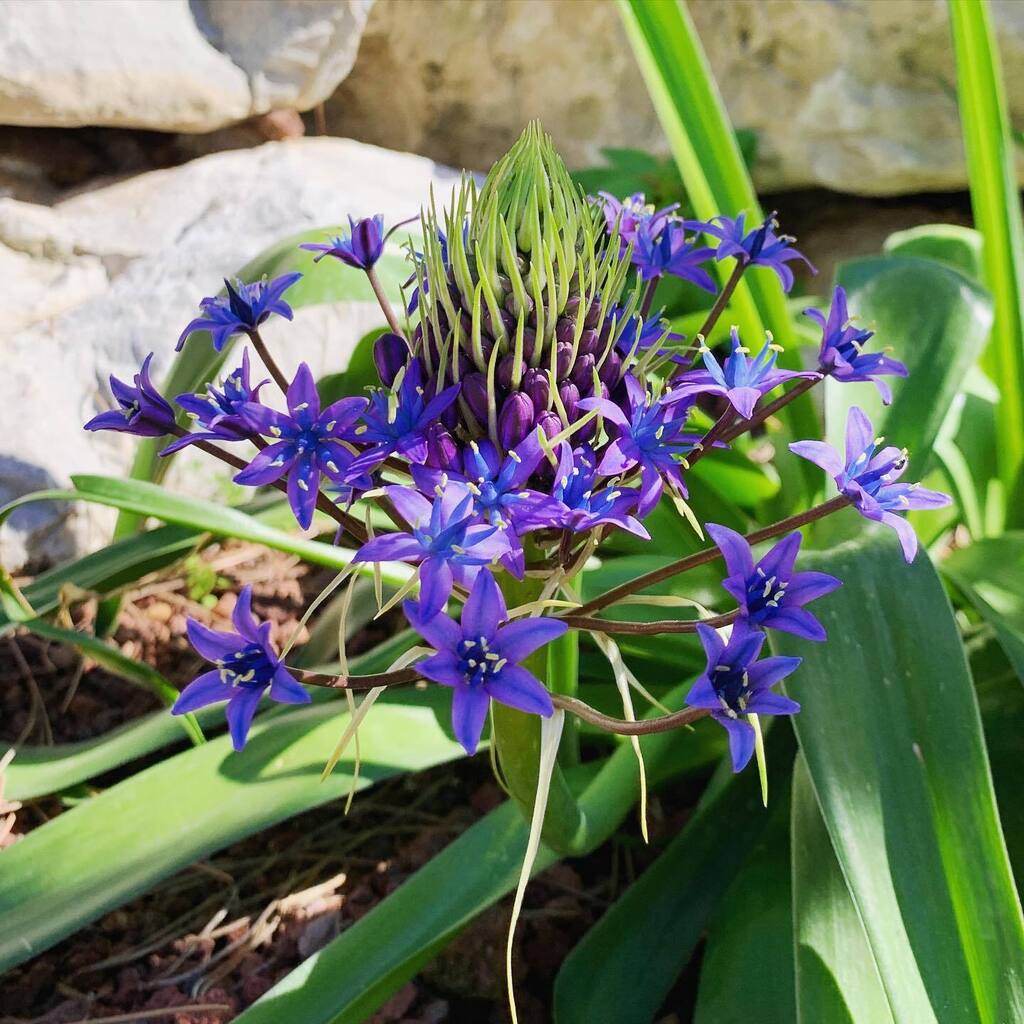 Our lovely native squill, Scilla peruviana are now coming into flower! . . #alamedagardens #botanicalgardens #scilla #squill #scillaperuviana #mediterraneanplants #gibraltar instagr.am/p/CpcNYVWrs3y/