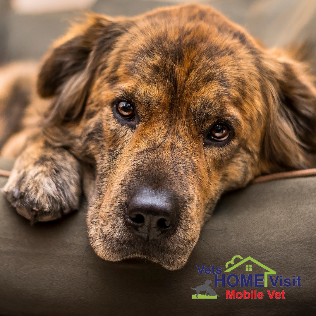 VetsHomeVisit's tweet photo. Our euthanasia procedure is a peaceful way to end your pets’ suffering and allow them a dignified final farewell. If you choose pet cremation, we will transport your companion back to our facility to carry out your cremation wishes.
📱 07729 379141 💻 https://t.co/t8ChMO72SS https://t.co/7SlTg9616Q