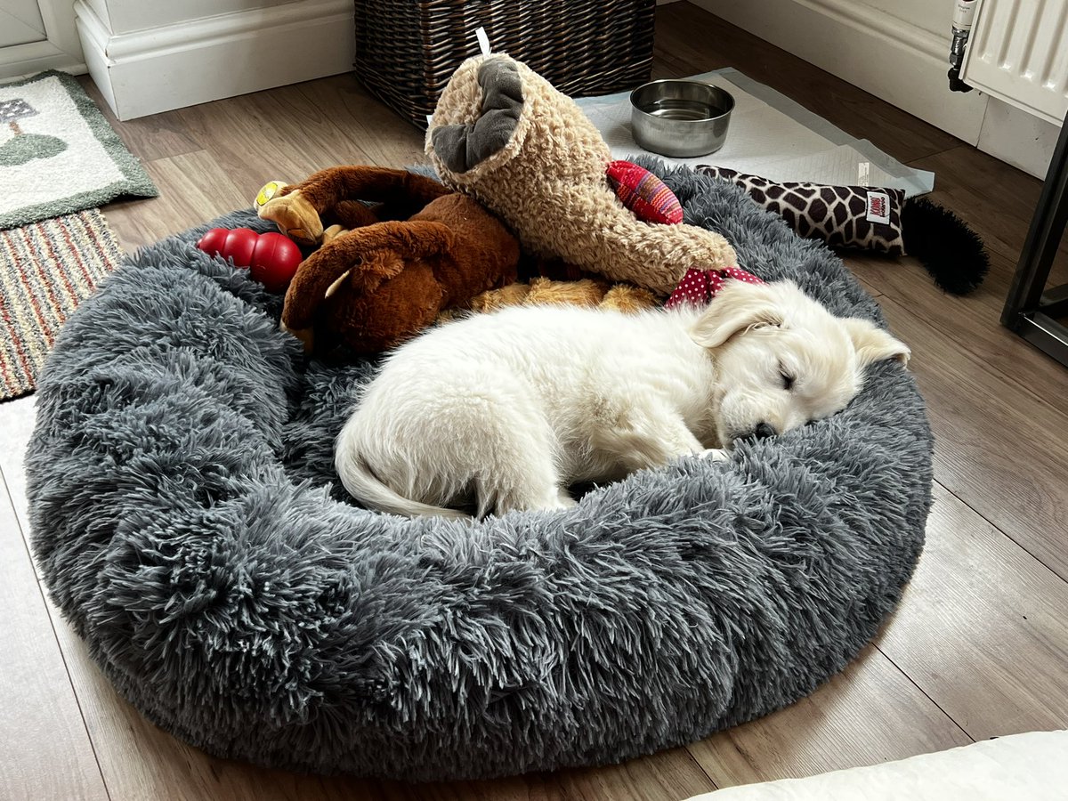 A day of contradictions, 23 weeks of widowhood, not sure where that time has gone.    A puppy sleeping for 7hrs last night, relieved that has happened.  #grief #widow #puppy