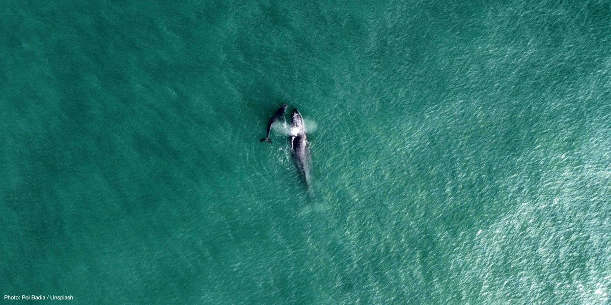 "The #HighSeas Treaty opens the path for humankind to finally provide protection to marine life across vast swathes of the ocean."

Read IUCN's full statement High Seas Treaty.

bit.ly/3YqgRgL #BBNJ #IGC5