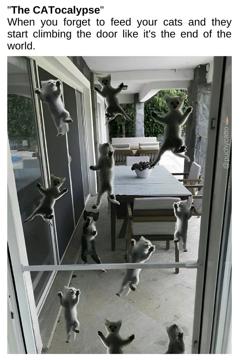 'The CATocalypse🐱'
When you forget to feed your cats and they start climbing the door like it's the end of the world.

😹😹😹So guys don't forget, this is for your safety 😂🐈🧟
#cats #apocalyse