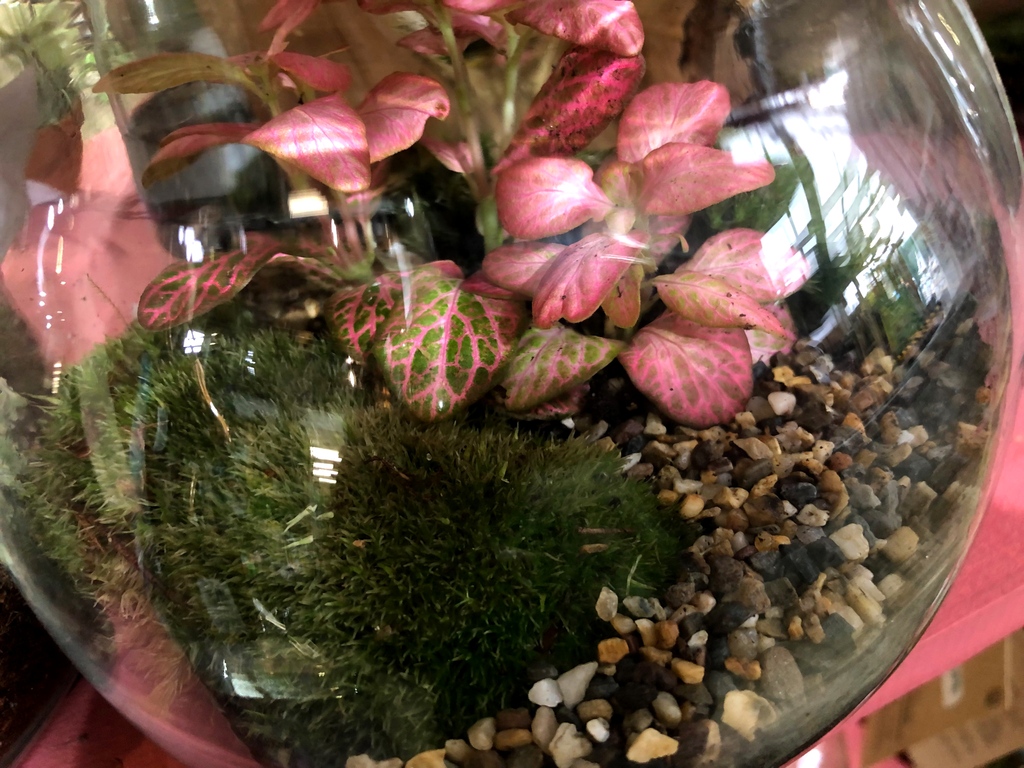 camdengardencen's tweet photo. Amazing #terrarium selection #completedisplays #vessels #plants #compost #stones #tools and more
#gardencentre #socialenterprise #newseason #happyspring2023 #metime #houseplantsofinstagram #urbanjungle #houseplantcommunity https://t.co/zJ56EMb3aj