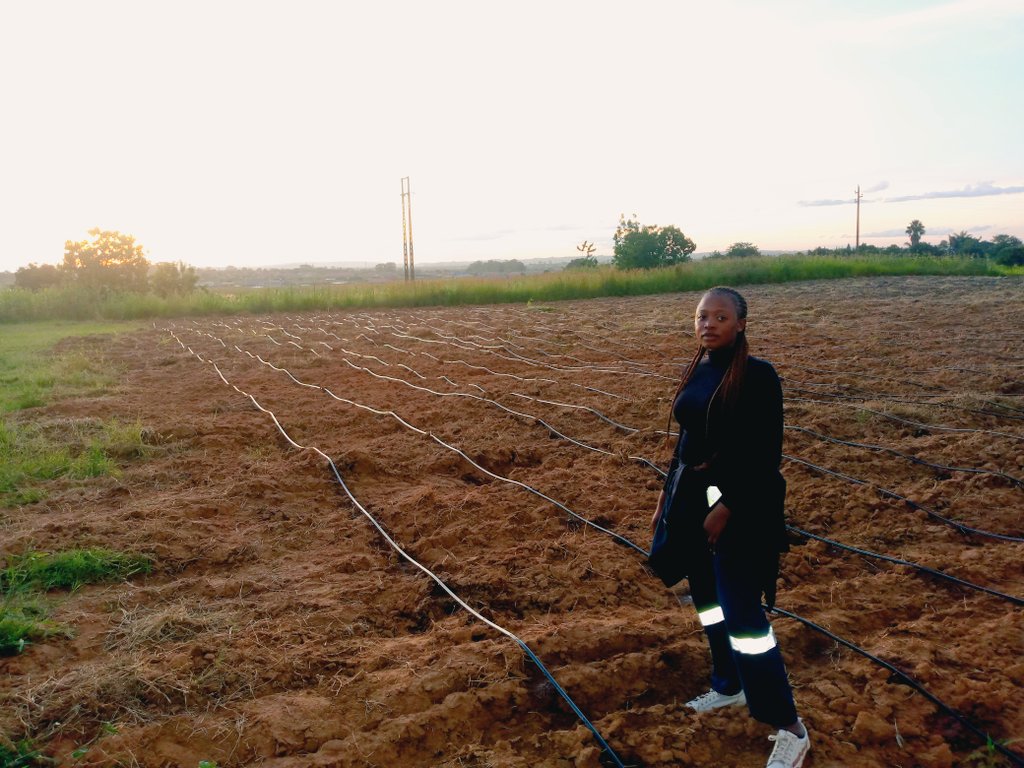 A very successful drip irrigation project done in New Marimba for the deaf Community in Zimbabwe sponsored by <a href="/BakersInnZW/">Baker's Inn Bread</a>  Thank you <a href="/BakersInnZW/">Baker's Inn Bread</a>
For supporting local and social responsibility.
#bakersinnbread

<a href="/ADRAZimbabwe/">ADRA Zimbabwe</a> <a href="/MoLAFWRD_Zim/">MinofLands,Agric,Fisheries,Water&Rural Development</a> <a href="/arda_zim/">Agricultural and Rural Development Authority</a> <a href="/AgricultureDesk/">AGRICULTURE YOUTH DESK</a> <a href="/ZFyfcz/">Zimbabwe Young Farmers (FYFCZ)</a>