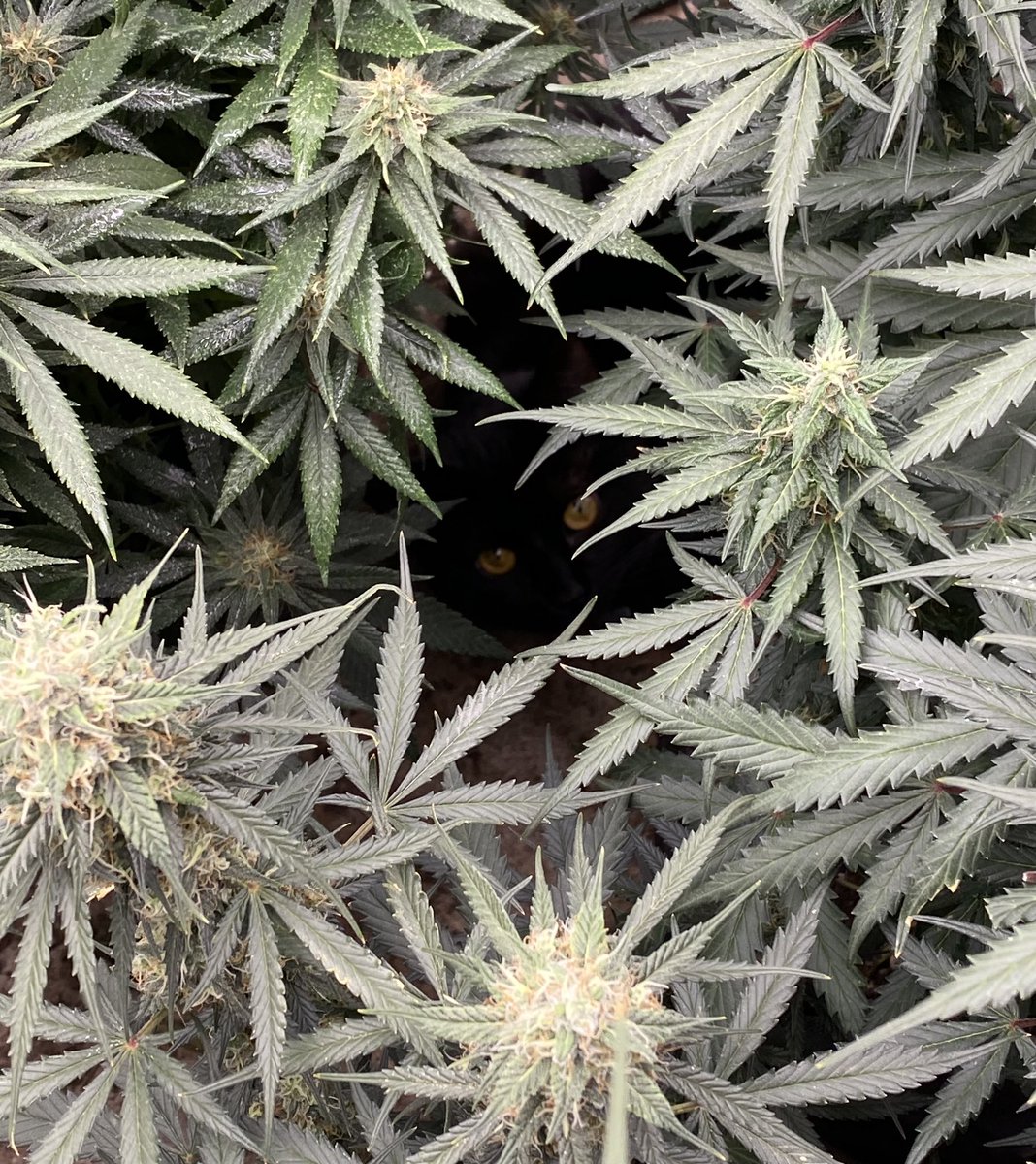 See my cat? 🐈‍⬛