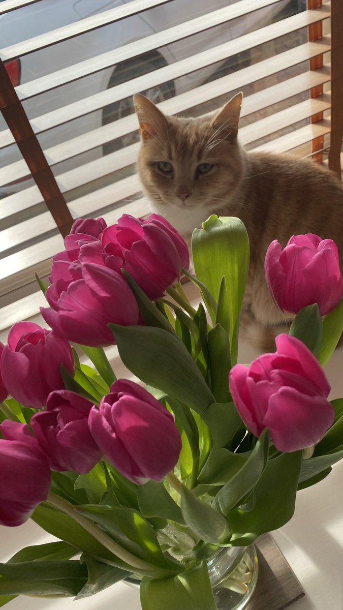 erics_escapades's tweet photo. Happy Monday everyone , have a brilliant week all 😻💙😻💙 #catsoftwitter #catsontwitter #cats #adoptdontshop #cat #CatsLover #monday https://t.co/AeaP3N4wlk