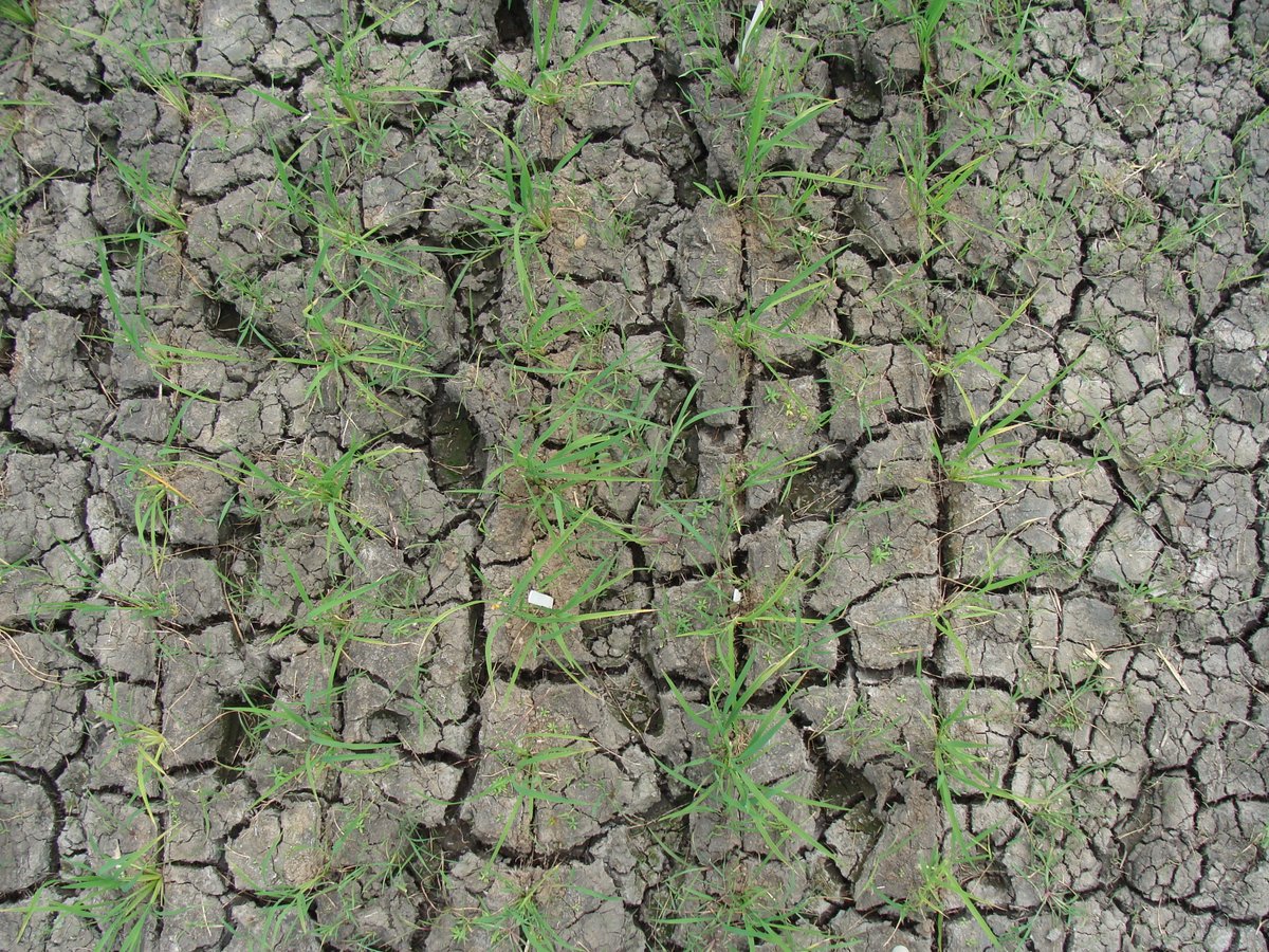 Anne Plessis tweet media