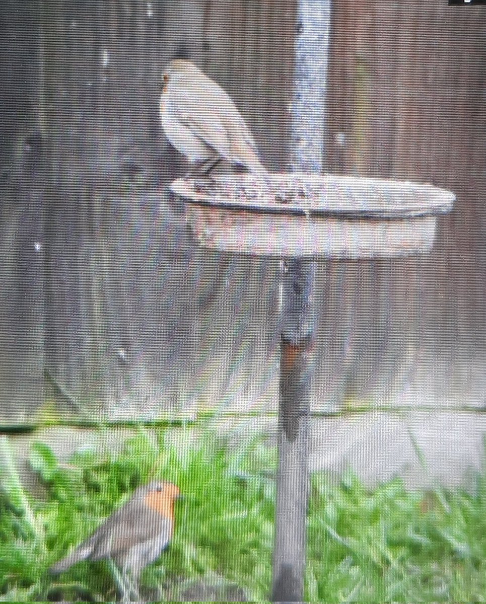 Busy at the garden feeders this morning. I spotted a pair of robins and the young wood pigeon was back again. #gardenbirds #springtime #robin