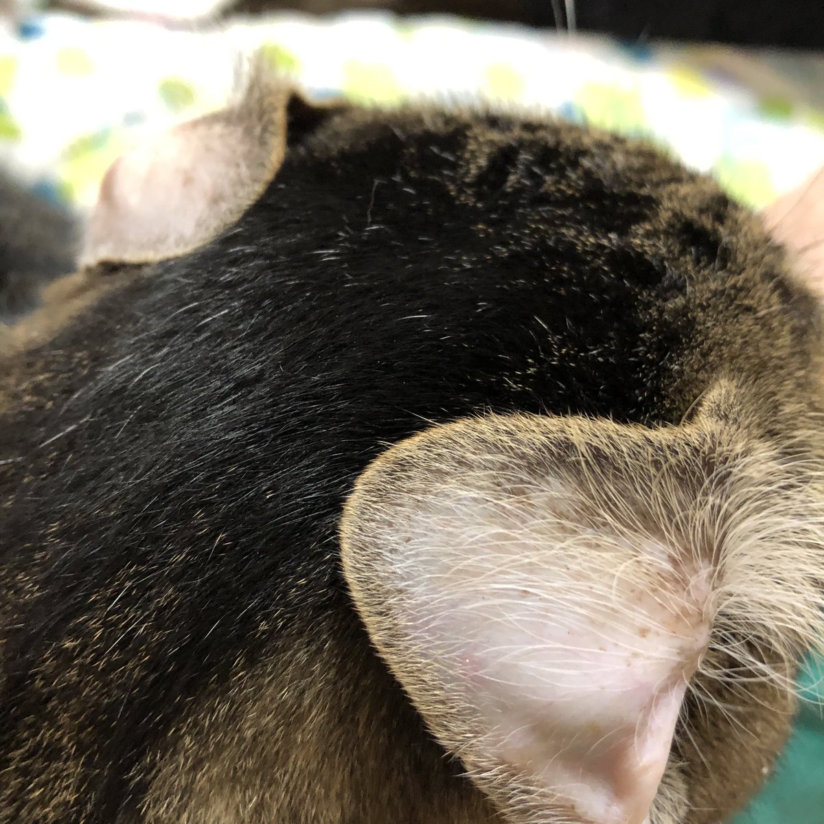 PugwashP's tweet photo. こうすると〜こうなる https://t.co/8LNP37TegN