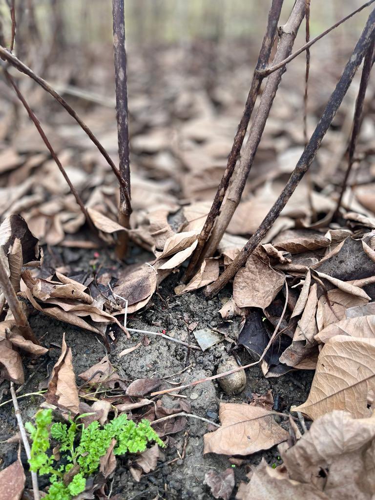 Just beneath this Japanese knotweed leaf litter you can find tiny new buds coming through #invasiveplants #newgrowth #invasivespecies #japaneseknotweed