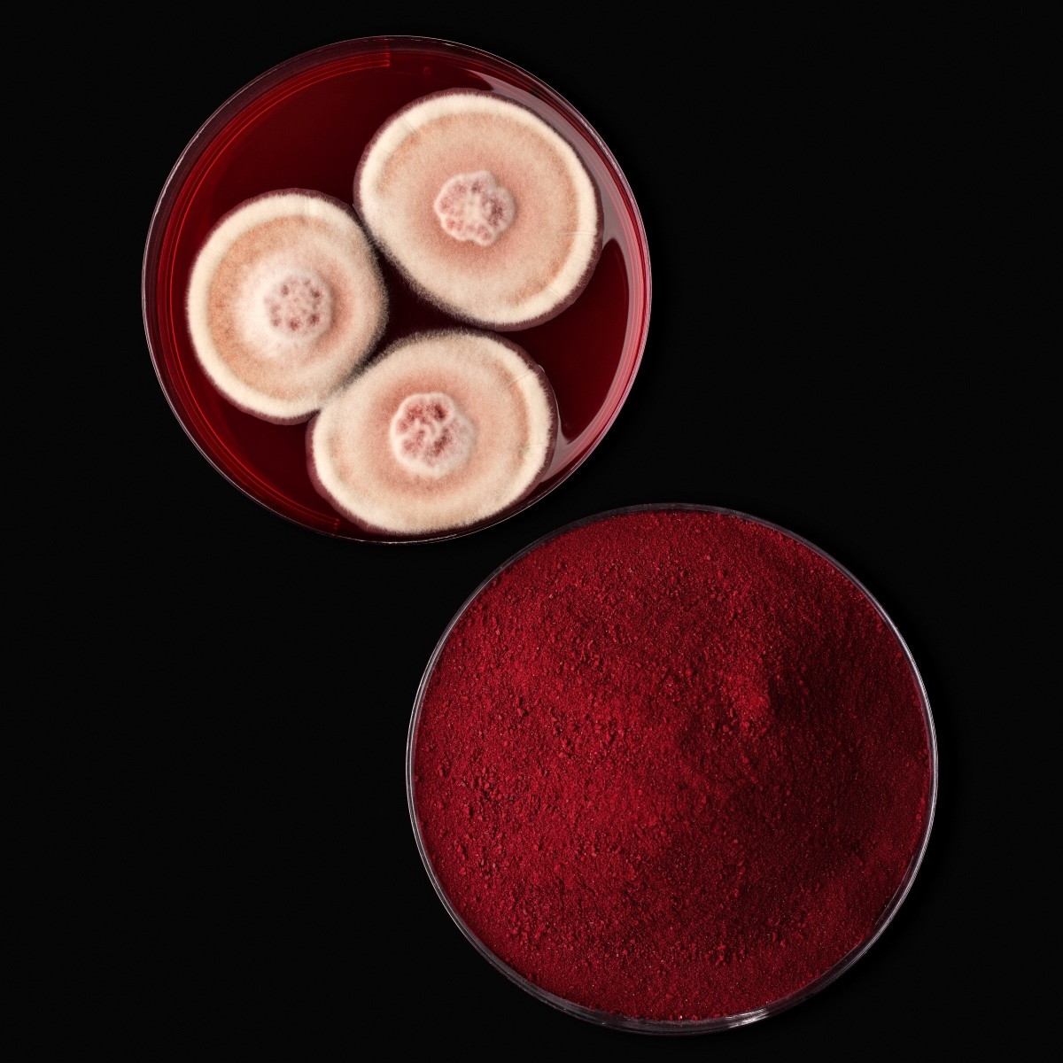 Nordic Foodtech VC (@foodtechvc) on Twitter photo Portfolio news: <a href="/Chromologics/">we_are_Chromologics</a> raised another 7.1M€ and welcomes Döhler Ventures and Thia Ventures onboard as new investors!
Natural, sustainable and non-animal red food colour is heading full speed towards approval. More about the news: prnewswire.com/news-releases/… Portfolio news: <a href="/Chromologics/">we_are_Chromologics</a> raised another 7.1M€ and welcomes Döhler Ventures and Thia Ventures onboard as new investors!
Natural, sustainable and non-animal red food colour is heading full speed towards approval. More about the news: prnewswire.com/news-releases/…