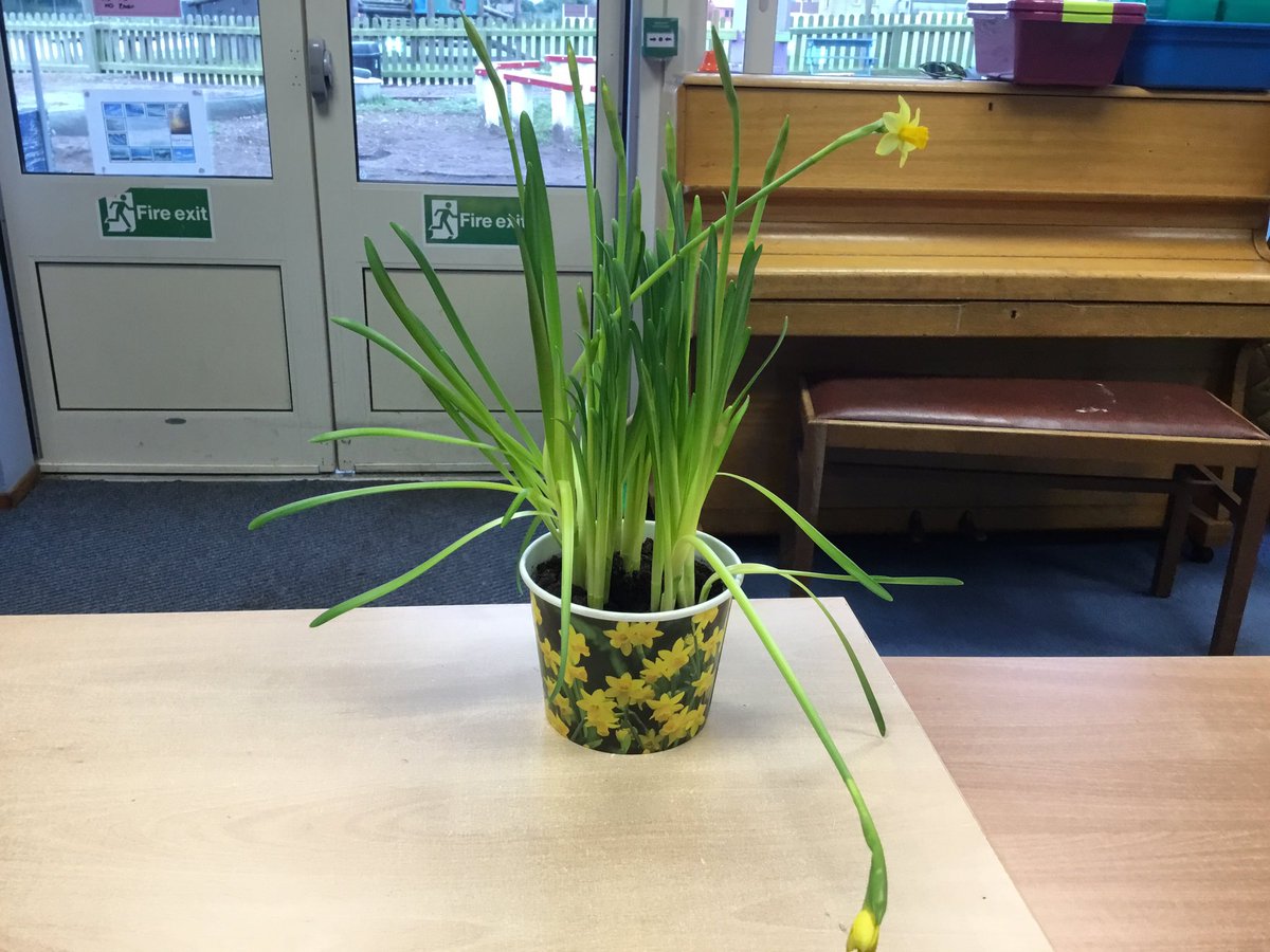 NurseryOPS's tweet image. So excited to see that the children’s beans have started to grow and the plant has flowered! #opsscience #growing #understandingtheworld