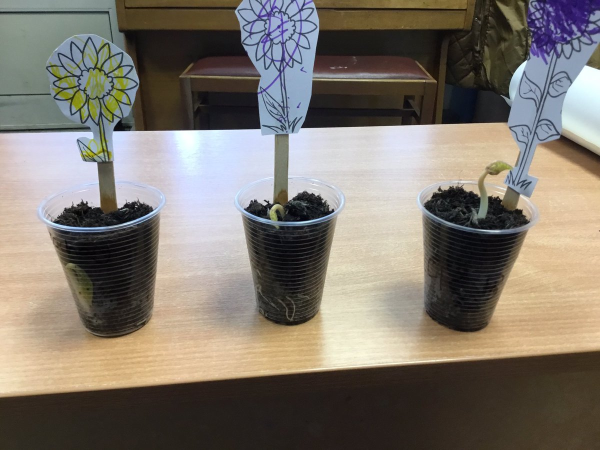 NurseryOPS's tweet image. So excited to see that the children’s beans have started to grow and the plant has flowered! #opsscience #growing #understandingtheworld