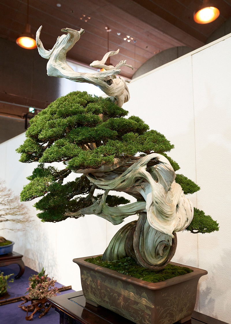 The 97th Kokufu Bonsai Exhibition held in the Tokyo Metropolitan Art Museum  has a long history and tradition, with awards given to bonsai that left a  lasting impression on the viewers.