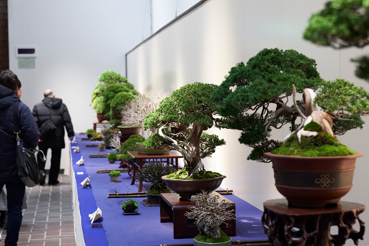 Tokyo Gov on Twitter "The 97th Kokufu Bonsai Exhibition held in the