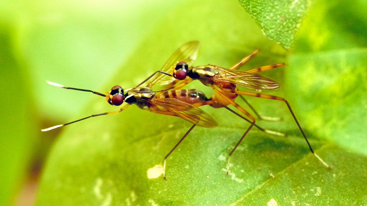 Bamboozled

stilt-legged flies working out😋
#Macro  #MacroMonday
#Insect #ThePhotoHour #insects 
#MacroHour #waytowild #naturelovers
#NaturePhotography #BBCWildlifePOTD
#TwitterNatureCommunity #naturelovers #IndiAves #PhotoOfTheDay #natgeoindia