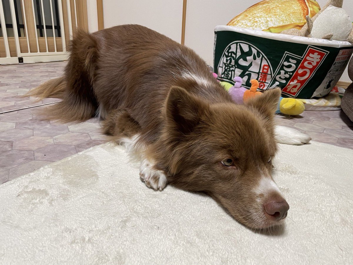 Saran_K0415's tweet photo. ふてくされてるさらんちゃん🐶
かわいい🤣

#さらん　#犬　#ミックス犬
#犬好きさんと繋がりたい 
#犬のいる暮らし  #ボーダーコリー https://t.co/IL77wQYd8A